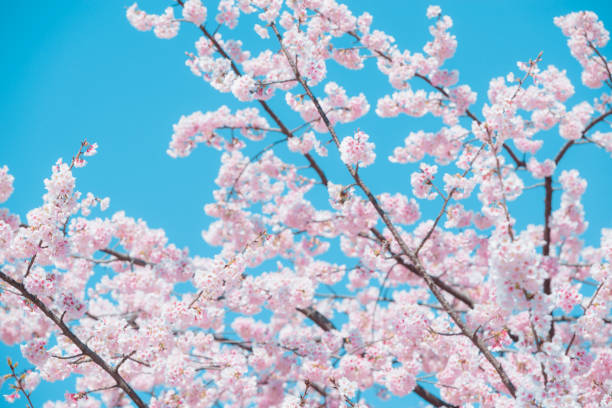 istock Sakura,pink cherry blossom in Japan on spring season. 2175471166
