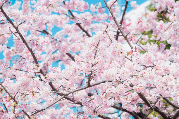 istock Sakura,pink cherry blossom in Japan on spring season. 2175471195