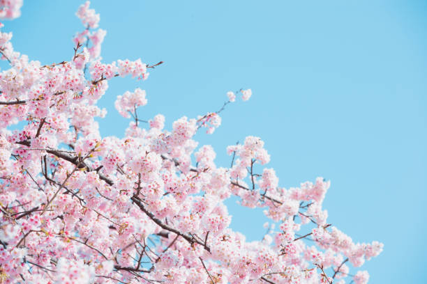 istock Sakura,pink cherry blossom in Japan on spring season. 2175471552