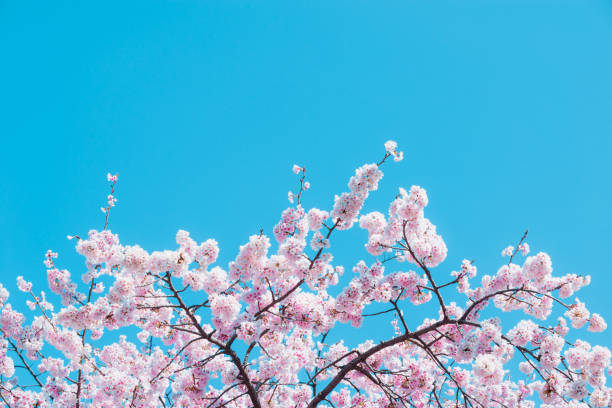 istock Sakura,pink cherry blossom in Japan on spring season. 2175471603