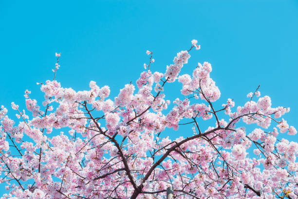 istock Sakura,pink cherry blossom in Japan on spring season. 2175472148