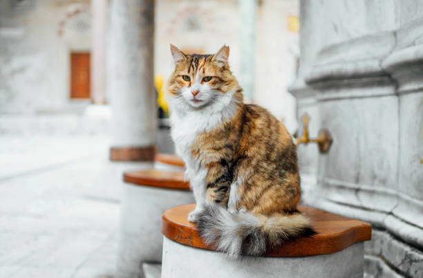 istock Cat in the courtyard of the mosque 2175472267