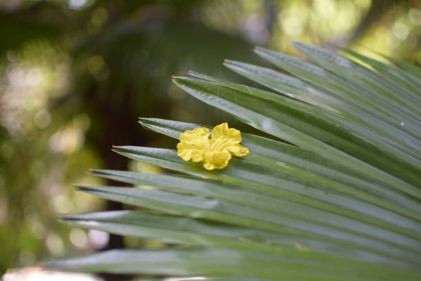 Yellow flower among green leaves on a sunny day
