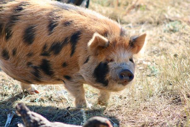 istock Kune Kune Pig on Colorado Farm 2175477057