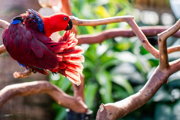 Female Eclectus Parrot (Eclectus roratus) in Bloedel Conservatory in Vancouver City