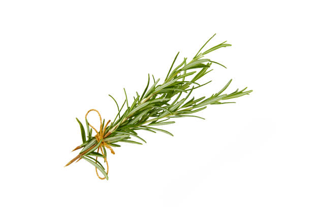istock rosemary twigs isolated on white 2175477855