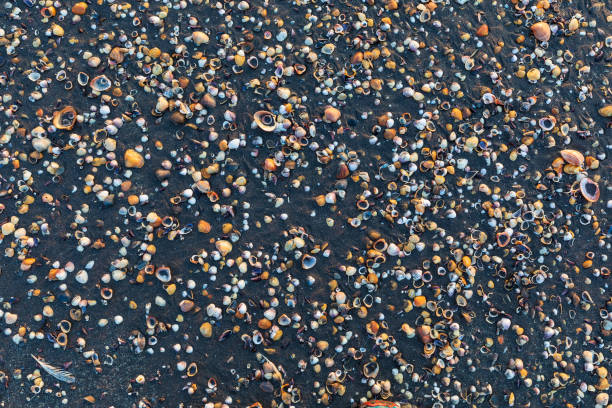 Seashells lying on the seashoreSunrise on the Caspian Sea coast