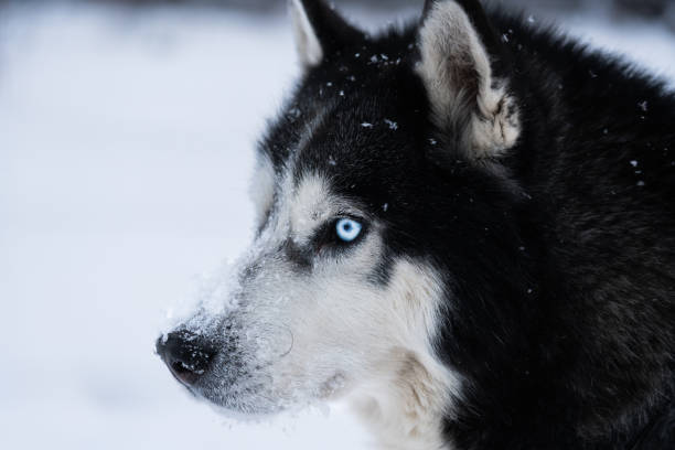 Husky dog face with blue eyes in winter.