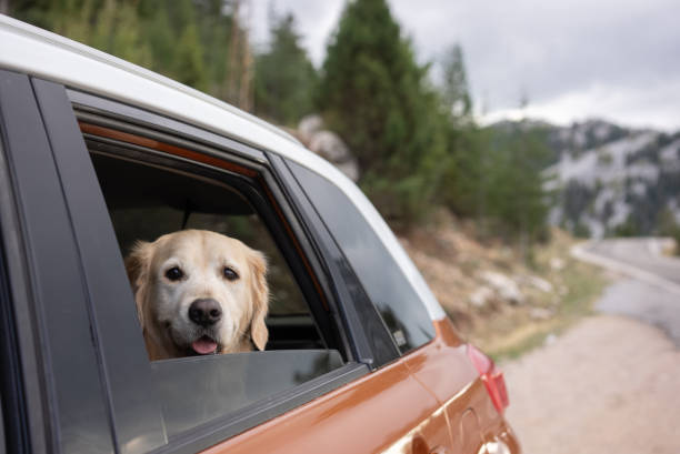 Happy dog enjoying mountain road trip