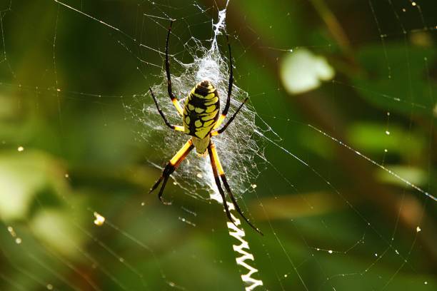 istock Close-up of a Garden Spider on it's web 2175487049