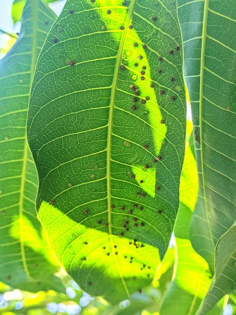 istock natural photo of black spots on mango leaves 2175488697