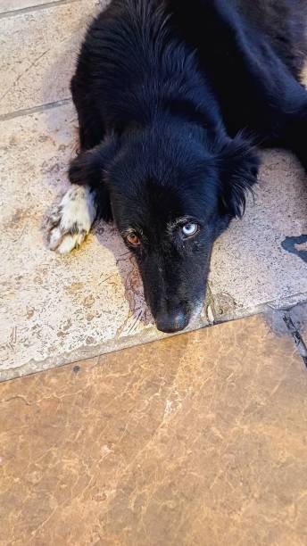 istock black street dog 2175489168