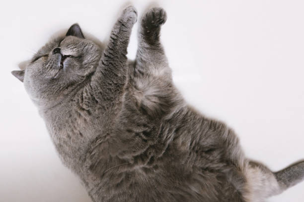 Cat lying down and scratching with its paws
