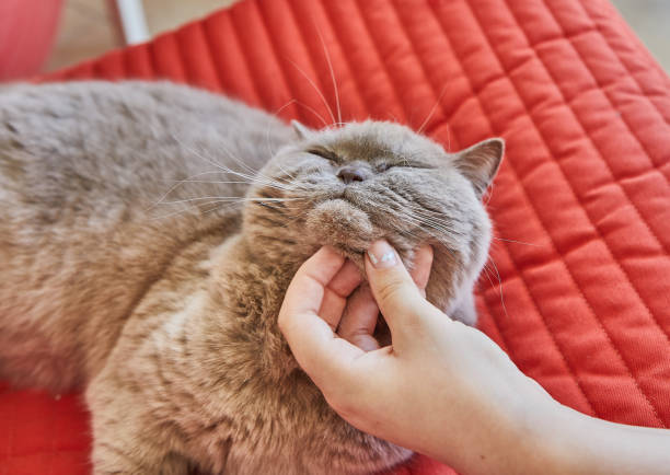 istock A content gray British Shorthair cat enjoys a chin rub from a human hand while laying on a red quilted couch 2175489327