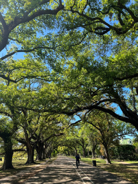 istock New Orleans Oak Trees in Audubon Park 2175491133