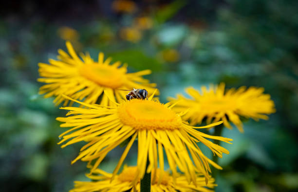 Beautiful blooming yellow flowers in natural environment.