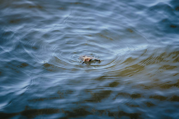A bat swims towards the shore after falling into the water