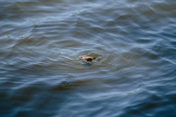 istock A bat struggles against the waves in a pond 2175497505