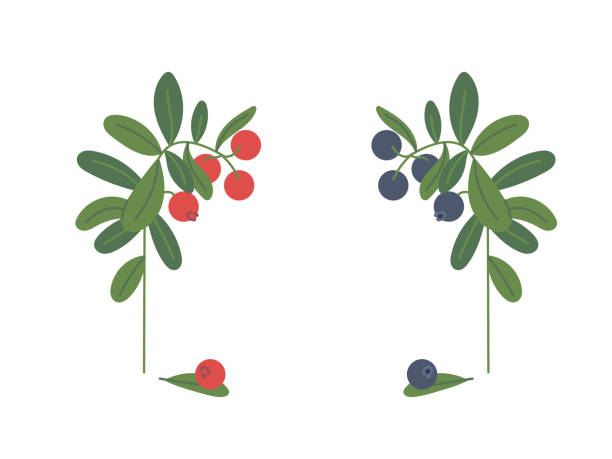 Beautiful branches with bilberry and cranberry berries isolated on white background. Hand drawn vector flat doodle illustration. Concept of forest plants, tea, vitamins, gathering. Beautiful branches with bilberry and cranberry berries isolated on white background. Hand drawn vector flat doodle illustration. Concept of forest plants, tea, vitamins, gathering blueberry autumn bush northblue blueberry stock illustrations