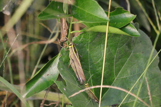 istock Grasshopper's family 2175499120