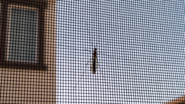 istock An Insect on the Screen Door 2175500230