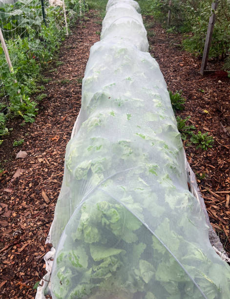 istock Cold Weather Plant Cover in Garden 2175503510
