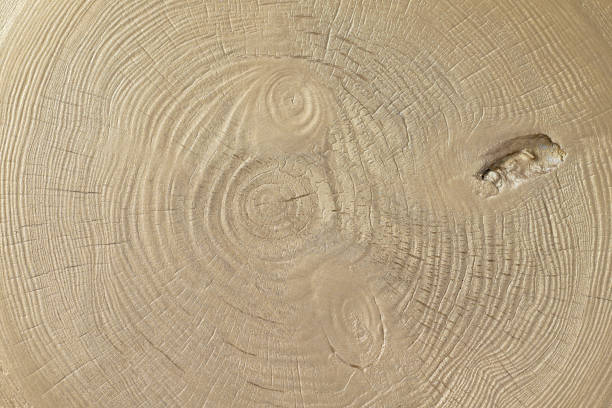 Gold painted pine wood slice cross section with concentric tree rings.