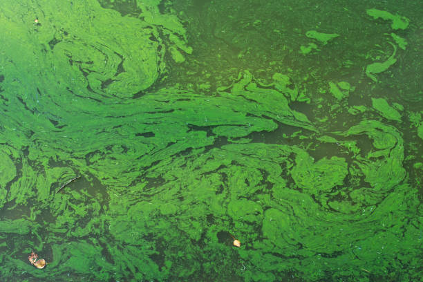 istock Green algae growing on water surface in garden pond. Algal bloom. Water pollution 2175503988