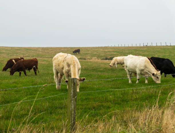 istock Dairy cattle grazing in a field 2175504471