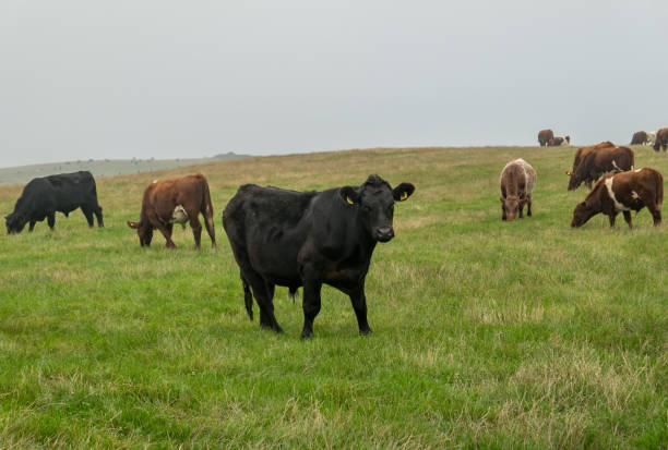 istock Dairy cows grazing on the moor 2175504633