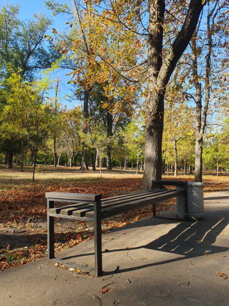 istock Green tree in autumn and sunny park 2175504884