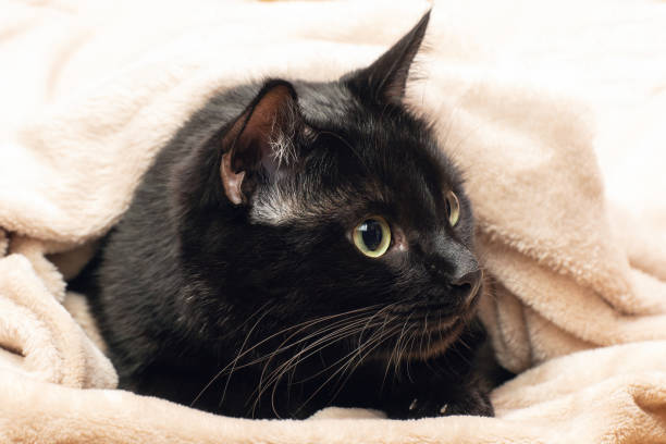 istock Portrait of a black cat peeking out from under a blanket during a cold snap 2175505544