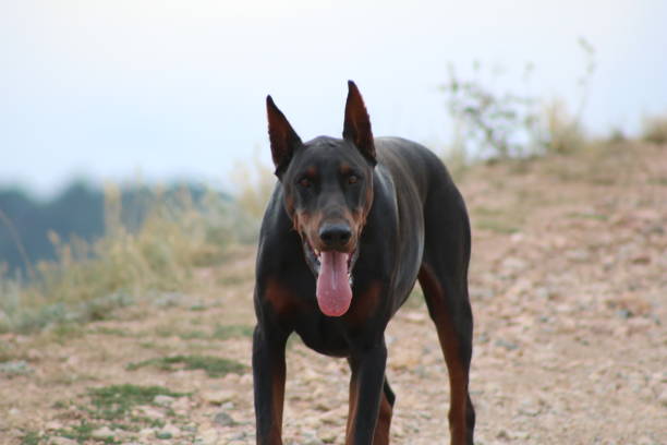 istock Doberman Pinscher Dog on Colorado Ranch 2175506882
