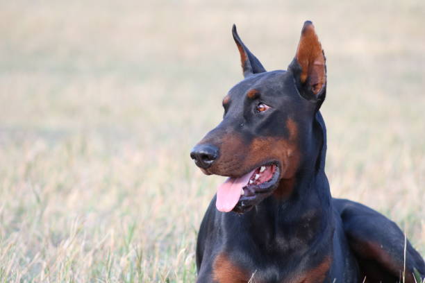 istock Doberman Pinscher Dog on Colorado Ranch 2175507036