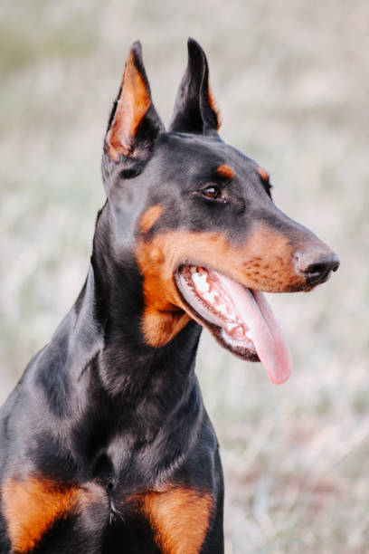 istock Doberman Pinscher Dog on Colorado Ranch 2175507308