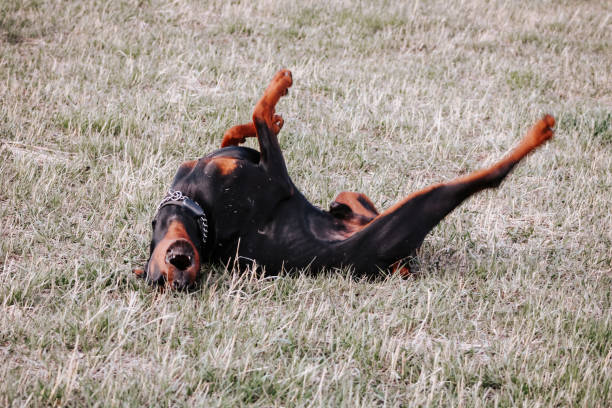 A Doberman puppy with cropped ears lies on the pavement. Command training