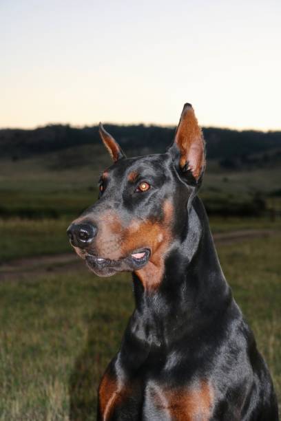 istock Doberman Pinscher Dog on Colorado Ranch 2175507388
