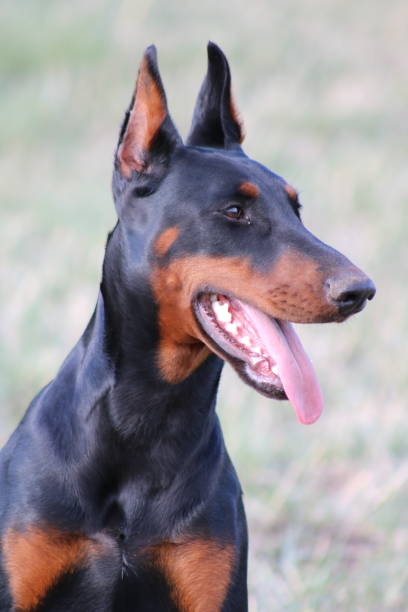 istock Doberman Pinscher Dog on Colorado Ranch 2175507519
