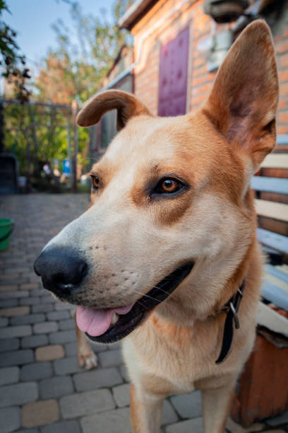 istock Portrait of a large mongrel dog 2175509856