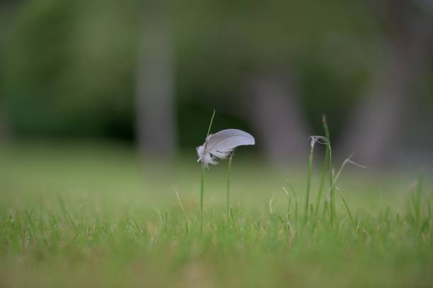 A bird feather on a tree branch against green leaves