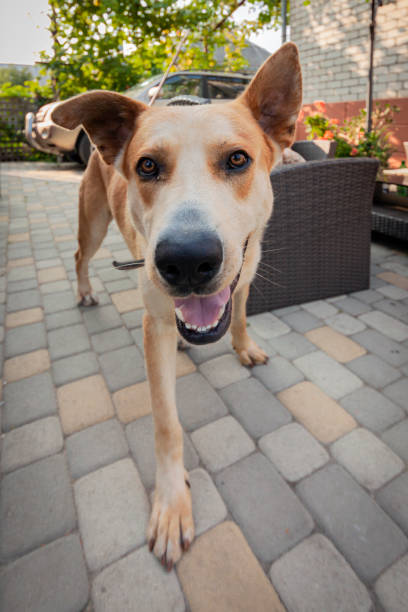 istock Portrait of a large mongrel dog 2175509918
