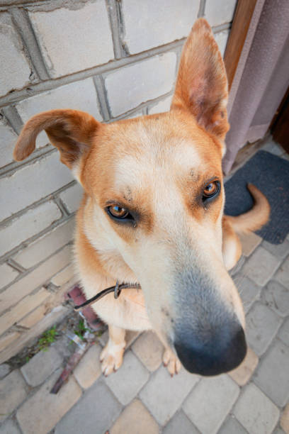 istock A mongrel sits in the yard on a summer day 2175509919