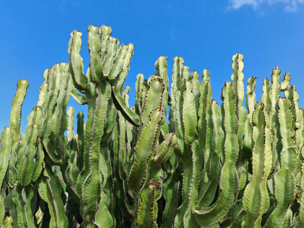istock Garden with very tall cacti with a blue sky in the background 2175510344