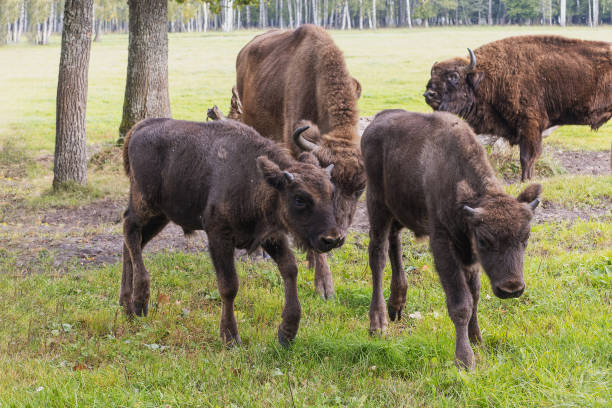 European bison - Bison bonasus two young with adults walking on the grass on a sunny autumn day. Krekenava Regional Park. Lithuania. 23. 09. 2023.