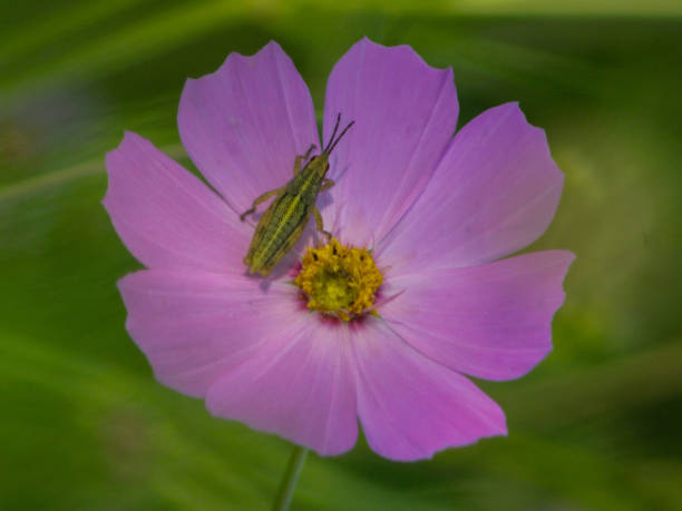 istock Grasshopper on a Pink flower 2175511122