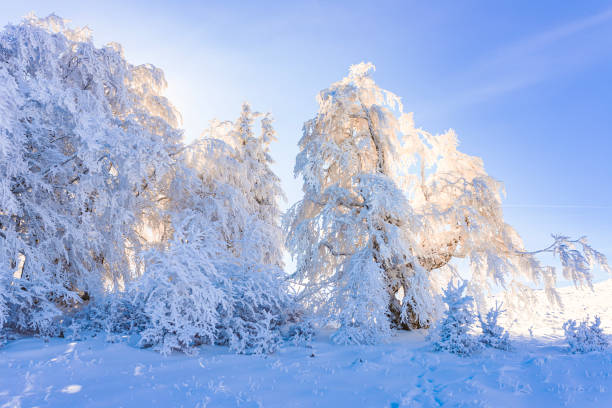 Russian birches in a winter forest. Several birches stand along the road. The birches are covered with frost and snow. The background is fog, a gray sky, a lot of snow on the birches, and frost.