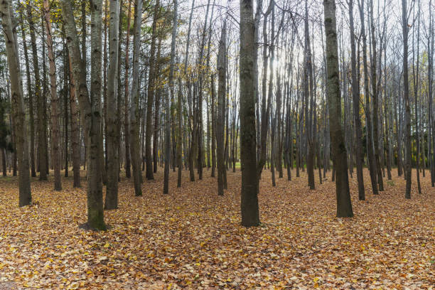Tree trunks in foggy daylight among fallen autumn leaves in a park with dim sunlight