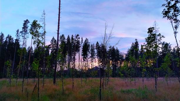 istock Sunset behind a pine forest with a purple blue sky 2175512007