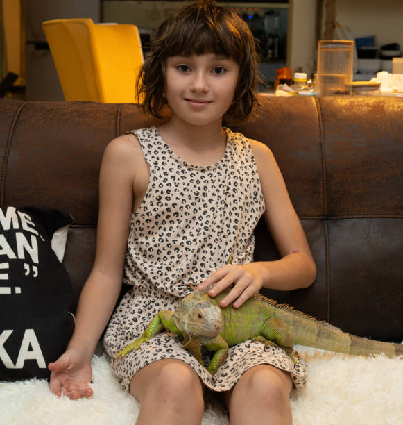 istock Green iguana lies on a child's lap 2175512254