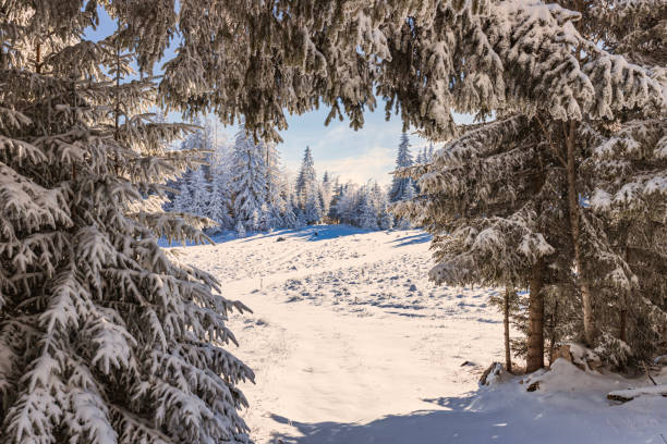 istock Beautiful Snow-Covered Forest Landscape on a Sunny Winter Day 2175513012